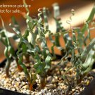 1pcs Green Fresh Live Plant Trachyandra Tortilis Outdoor Indoor