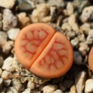 Seeds Lithops schwantesii 10seeds