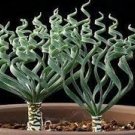 Trachyandra Tortilis Outdoor Indoor 2pcs Green Fresh Live Plant