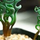 Trachyandra Tortilis Fresh Live Plant Outdoor Indoor 4pcs Green