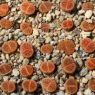 20seeds Seeds Lithops schwantesii Succulent