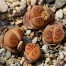 Schwantesii Succulent 40seeds Seeds Lithops