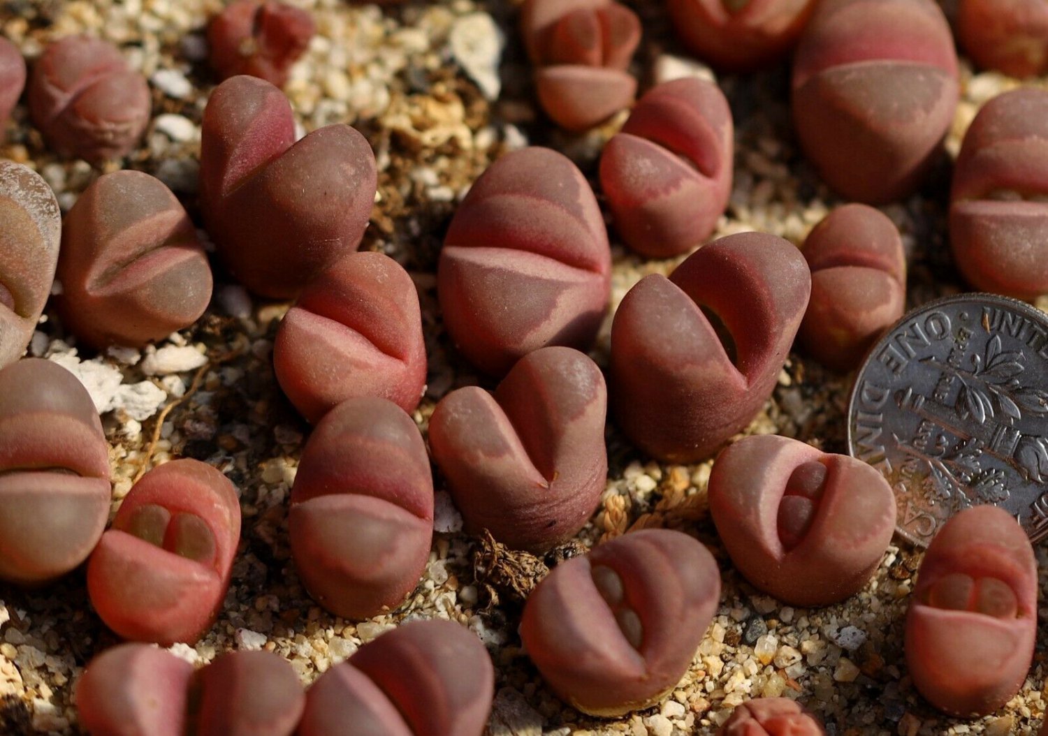 1pcs Plant Lithops Optica 'rubra'