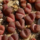 1pcs Plant Lithops Optica 'rubra'