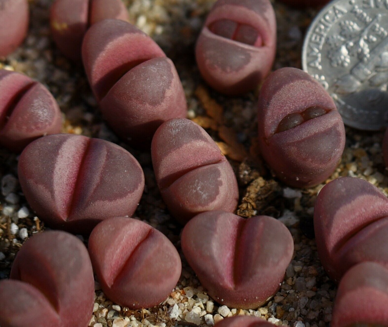 Succulent 2pcs Plant Lithops Optica 'rubra'