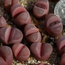 Succulent 2pcs Plant Lithops Optica 'rubra'