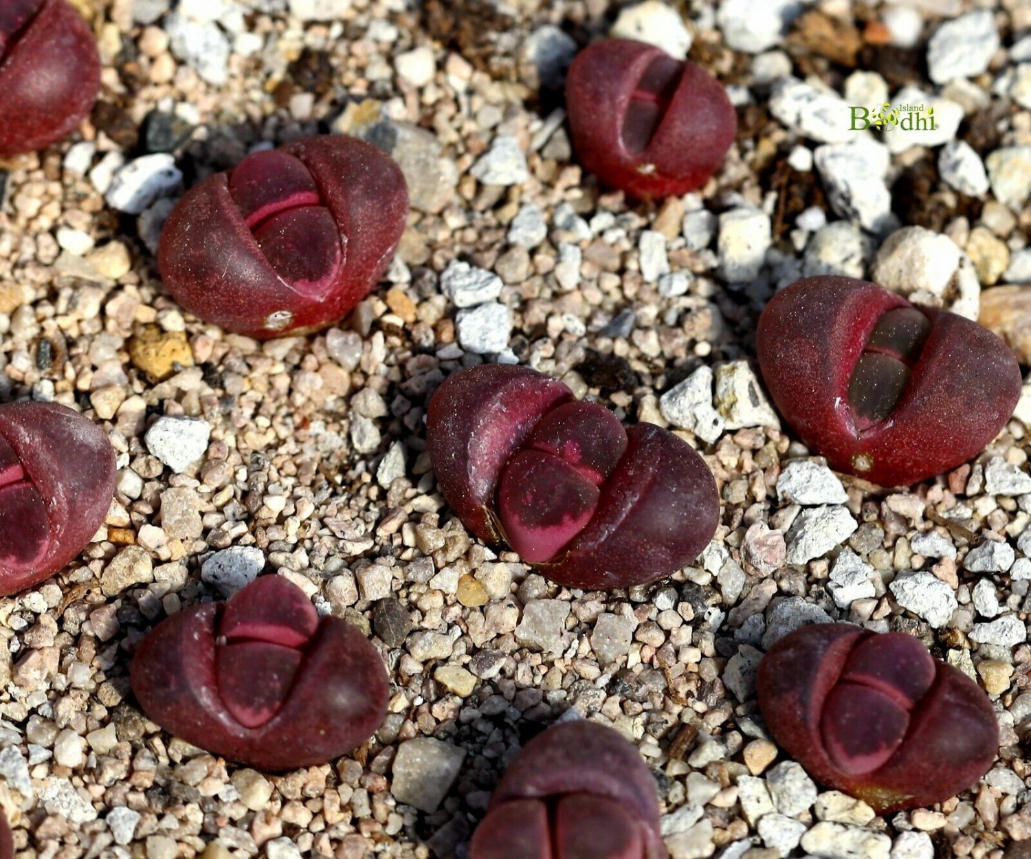 Fresh Succulent 4pcs Plant Lithops Optica 'rubra'