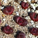 Fresh Succulent 4pcs Plant Lithops Optica 'rubra'