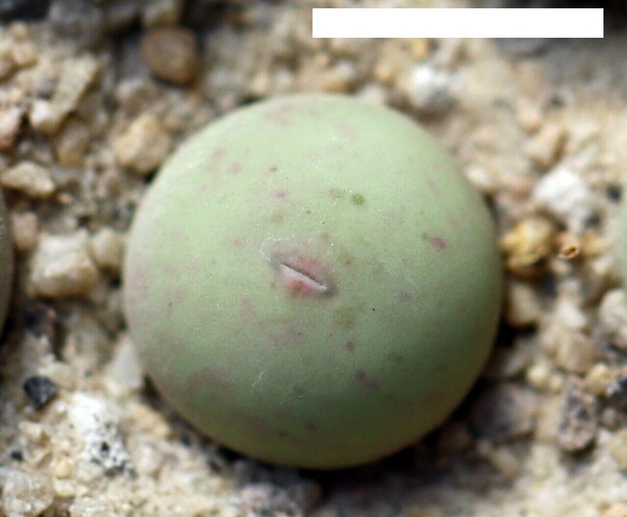 1 Pcs Fresh Succulent Conophytum calculus