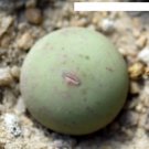 1 Pcs Fresh Succulent Conophytum calculus