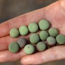 Succulent 2 Pcs Fresh Conophytum Calculus Beauty