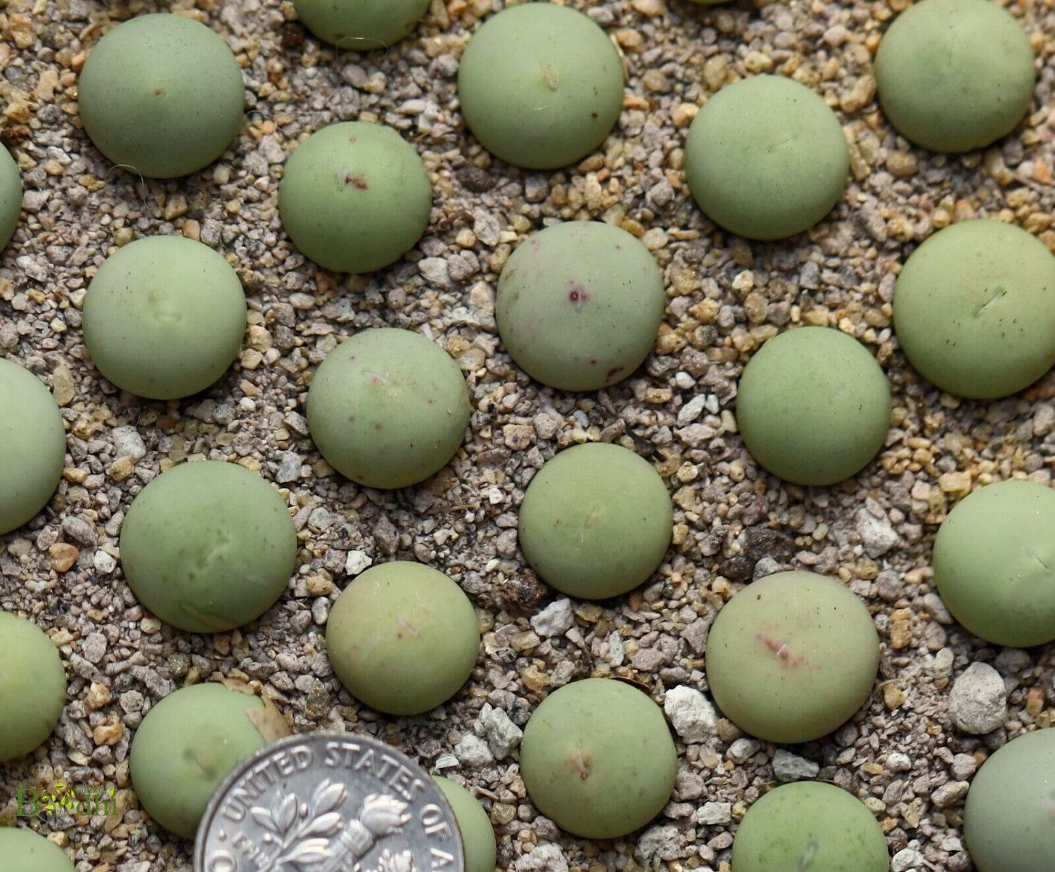 Conophytum Calculus Beauty Succulent 4 Pcs Fresh