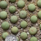 Conophytum Calculus Beauty Succulent 4 Pcs Fresh