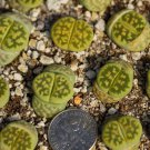 1pcs Lithops karasmontana ‘Lerichegreen’ Fresh