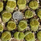 Succulent 2pcs Lithops karasmontana ‘Lerichegreen’ Fresh