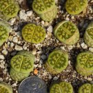 Lerichegreen Fresh Succulent 4pcs Lithops karasmontana