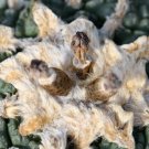 Ariocarpus fissuratus 50 Seeds Fresh Succulent