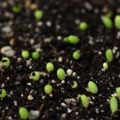 Beauty 200 Seeds Fresh Ariocarpus Fissuratus Succulent