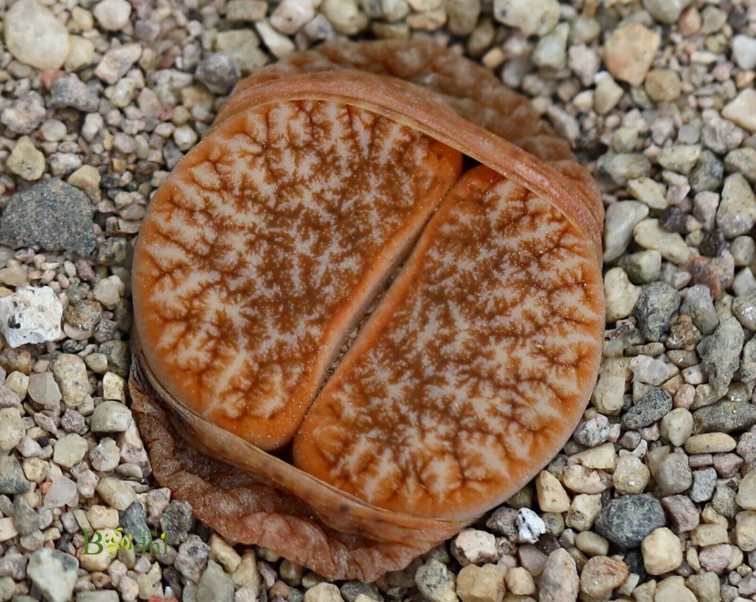 Beauty Lithops gracilidelineata 'Brandcaf&Atilde;&copy;' 10seeds Succulent