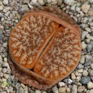 Beauty Lithops gracilidelineata 'Brandcafé' 10seeds Succulent
