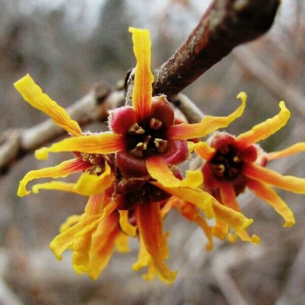 1pcs Withcchazel Hamamelis Vernalus starter Live Plant