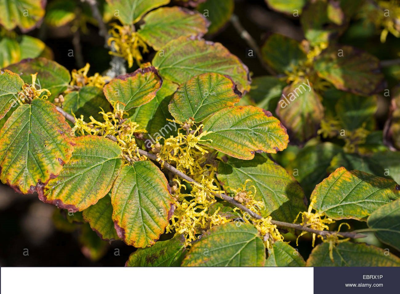 Vernalus starter Live Plant 2pcs Withcchazel Hamamelis