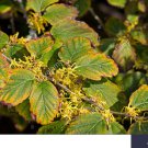 Vernalus starter Live Plant 2pcs Withcchazel Hamamelis