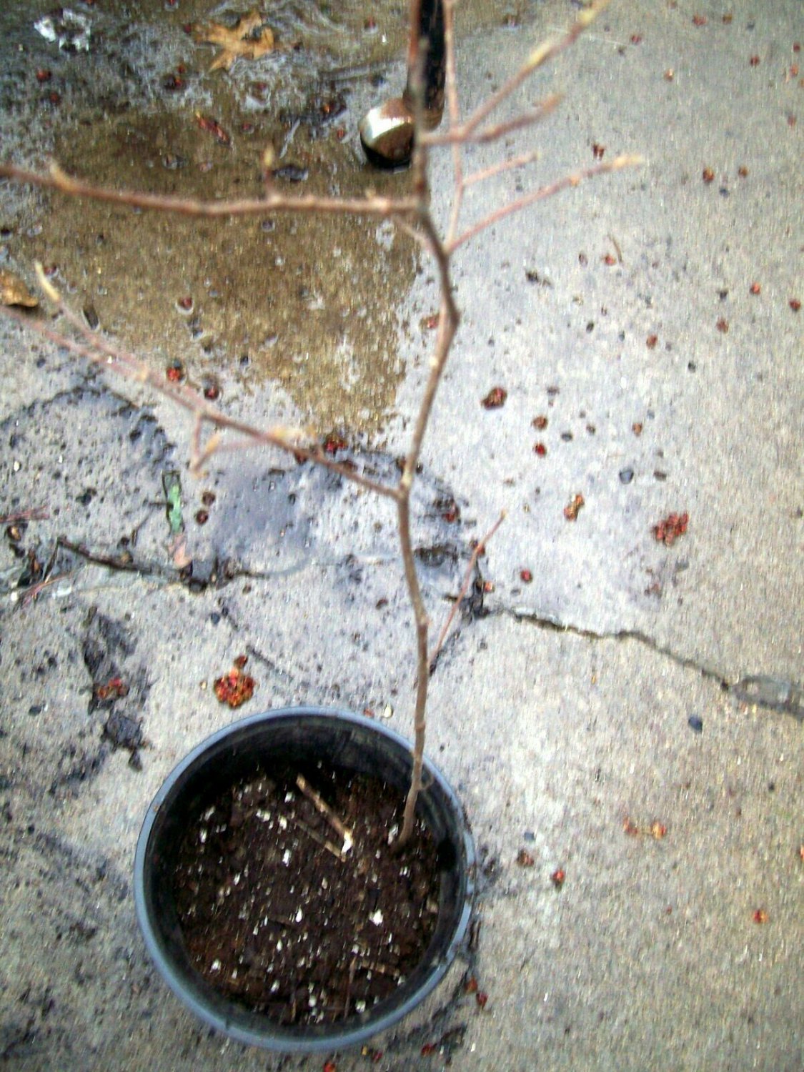 Live Plant 4pcs Withcchazel Hamamelis Vernalus starter