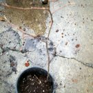 Live Plant 4pcs Withcchazel Hamamelis Vernalus starter