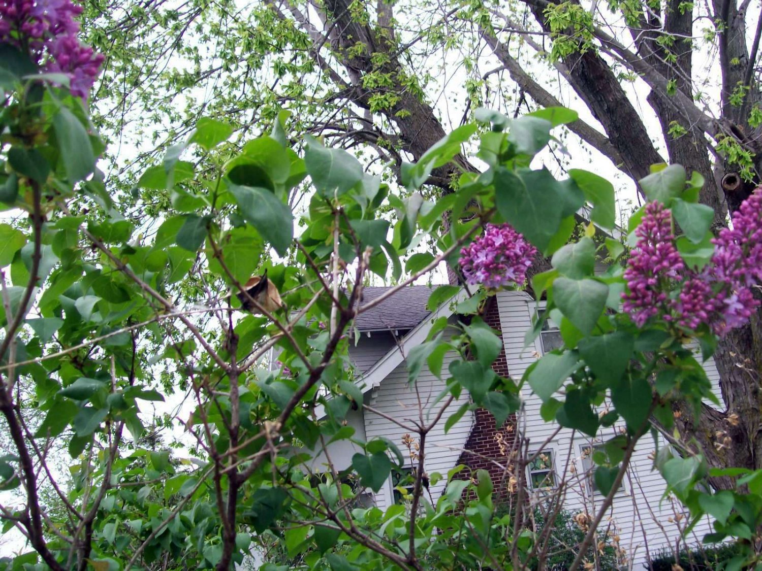 1pcs Live Plant Old Fashioned Lilac Bush Purple