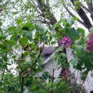 1pcs Live Plant Old Fashioned Lilac Bush Purple