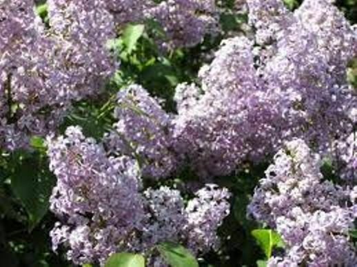 Flower Plant 2pcs Live Plant Old Fashioned Lilac Bush Purple