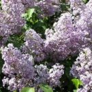 Flower Plant 2pcs Live Plant Old Fashioned Lilac Bush Purple