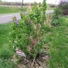 Lilac Bush Purple Flower Plant 4pcs Live Plant Old Fashioned
