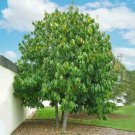 Live Plant 2pcs Paw Paw 'Asimina Triloba' Tree