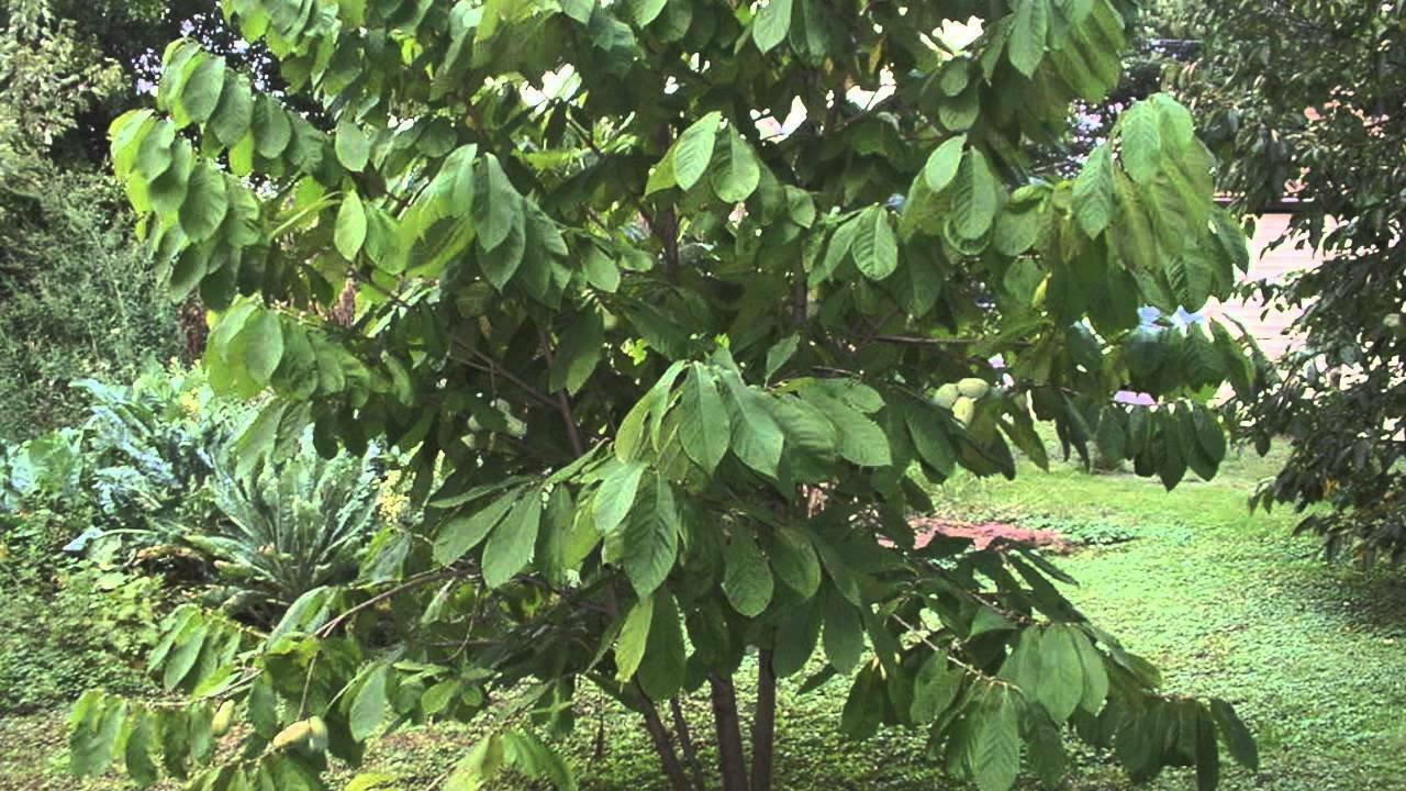 4pcs Paw Paw 'Asimina Triloba' Tree Live Plant