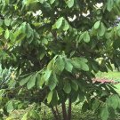 4pcs Paw Paw 'Asimina Triloba' Tree Live Plant