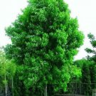 2pcs Silver Maple Tree Live Starter Plant Live Plant
