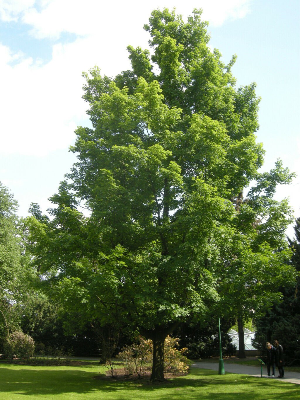 Silver Maple Tree Live Tree Starter Plant Live Plant 8pcs
