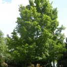 Silver Maple Tree Live Tree Starter Plant Live Plant 8pcs