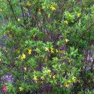 Orsythia Bush Plant Live Plant 1pcs Fresh