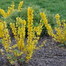 Flower Plant 4pcs Fresh Orsythia Bush Plant Live Plant