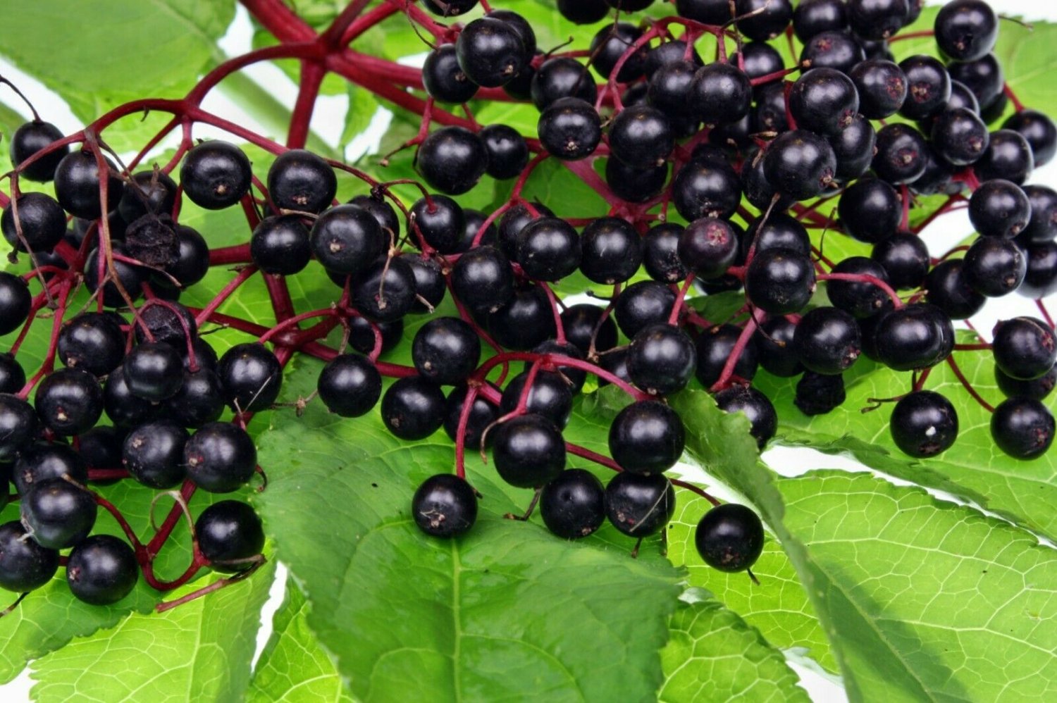 1pcs Fruit Plant Elderberry Cuttings Set Black