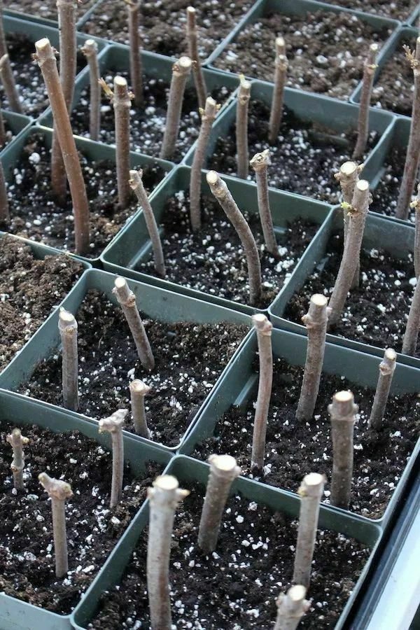 Set Black4pcs Fruit Live Plant Elderberry Cuttings