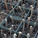 Set Black4pcs Fruit Live Plant Elderberry Cuttings