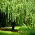 12pcs Live Plant Weeping Willow Tree White Cuttings