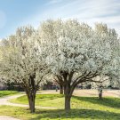 1pcs Bradford Pear 'Pyrus calleryana' Tree Live Plant Unrooted