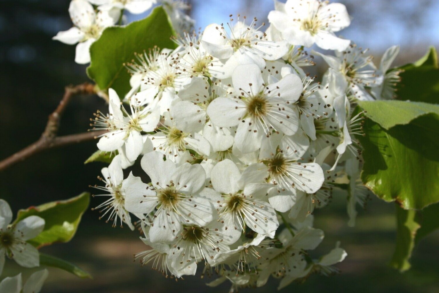 'Pyrus calleryana' Tree Live Plant Unrooted 2pcs Bradford Pear