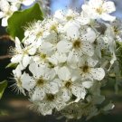 'Pyrus calleryana' Tree Live Plant Unrooted 2pcs Bradford Pear