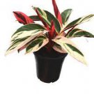 1Pcs Live Calathea Triostar "Calathea Stromanthe" Live Plants Indoor Plants House Plants |
